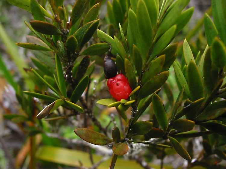 Falcatifolium Falcatifolium gruezoi Podocarpaceae image 27401 at PhytoImagessiuedu