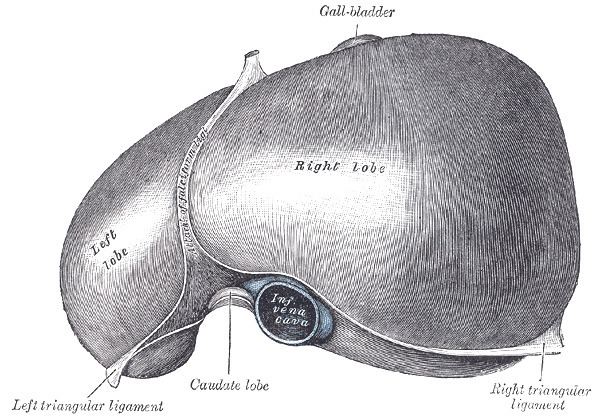 Falciform ligament