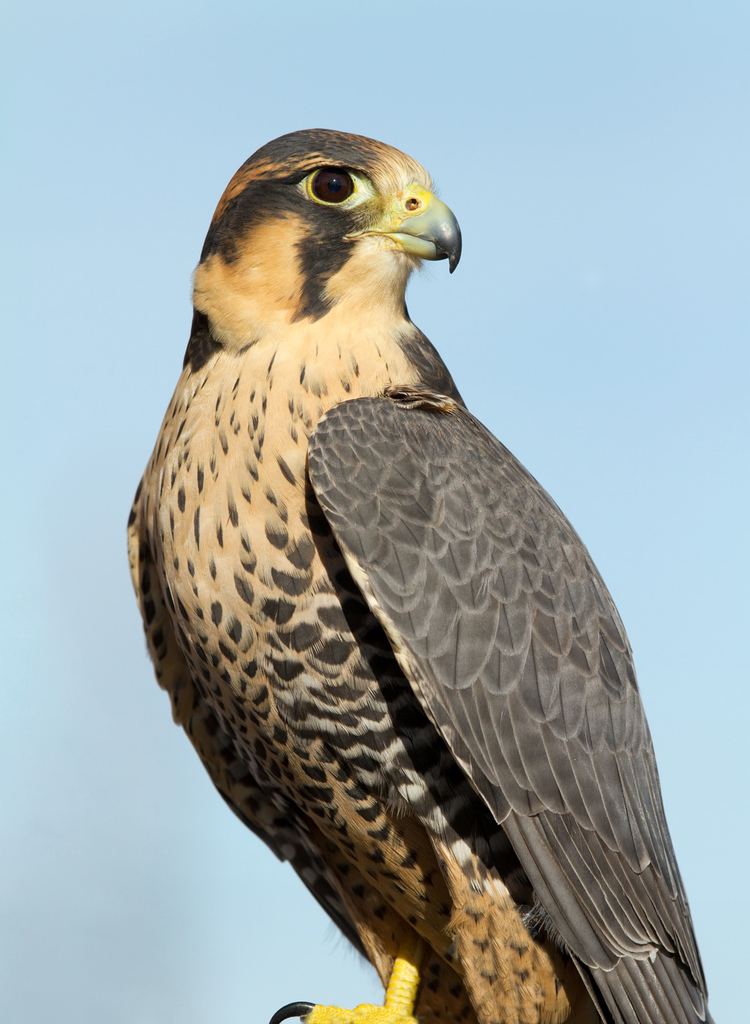 Falcon The meaning and symbolism of the word Falcon