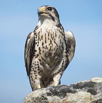 Falcon Prairie falcon Wikipedia