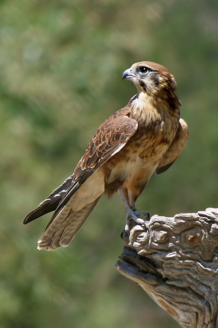 Falcon httpsuploadwikimediaorgwikipediacommons33