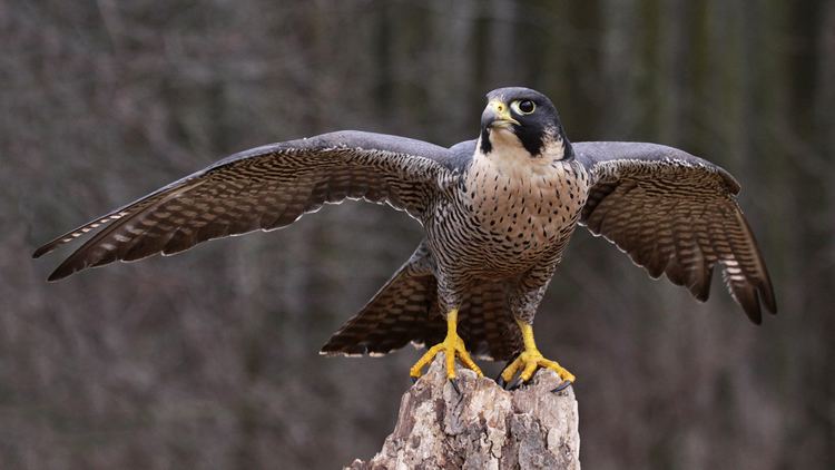 Falcon Peregrine Falcon