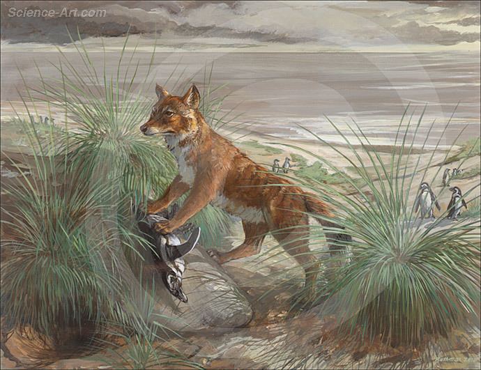 Falkland Islands wolf Extinct Falkland Islands Wolf and Magellanic IllustrationScience