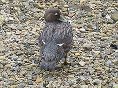 Falkland steamer duck httpsuploadwikimediaorgwikipediacommonsthu