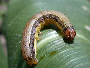 Fall armyworm Fall Armyworm Pests Corn Integrated Pest Management IPM