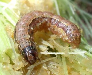 Fall armyworm Fall Armyworm Pests Corn Integrated Pest Management IPM