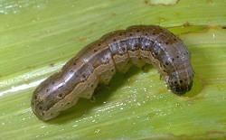 Fall armyworm Fall Armyworm in Corn Entomology