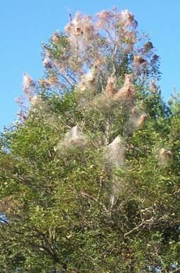 Fall webworm Fall Webworm Insect amp Disease Fact Sheets Forest Health