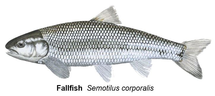 Fallfish Fish of the Month
