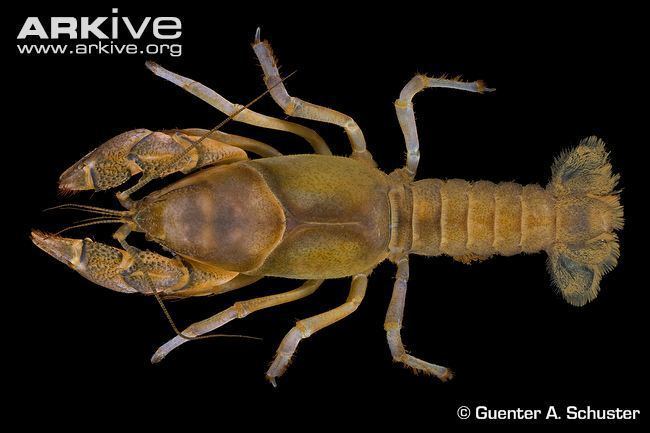 Fallicambarus Burrowing bog crayfish videos photos and facts Fallicambarus