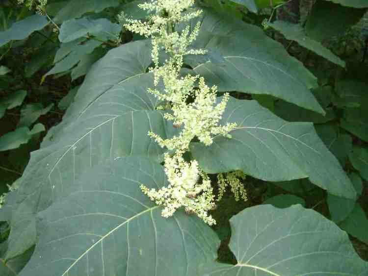 Fallopia Sachalinensis - Alchetron, The Free Social Encyclopedia