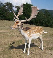 Fallow deer httpsuploadwikimediaorgwikipediacommonsthu