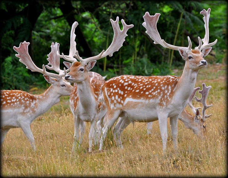 Fallow deer Fallow Deer Facts History Useful Information and Amazing Pictures