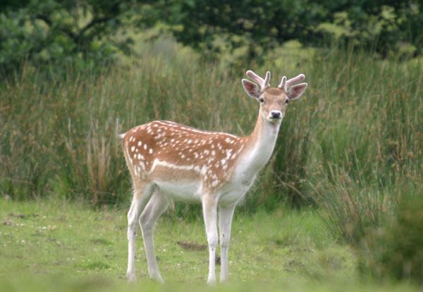 Fallow deer Fallow Deer Facts History Useful Information and Amazing Pictures