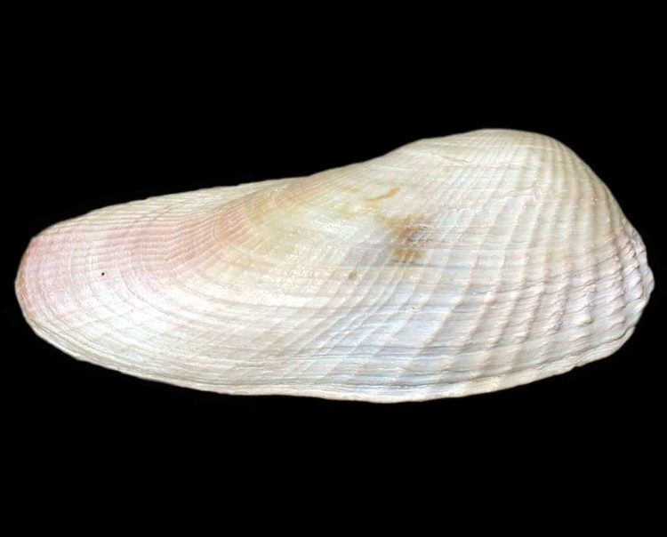 False angelwing Holman Shell Collection