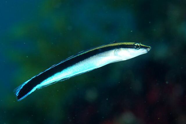 False cleanerfish Aspidontus taeniatus