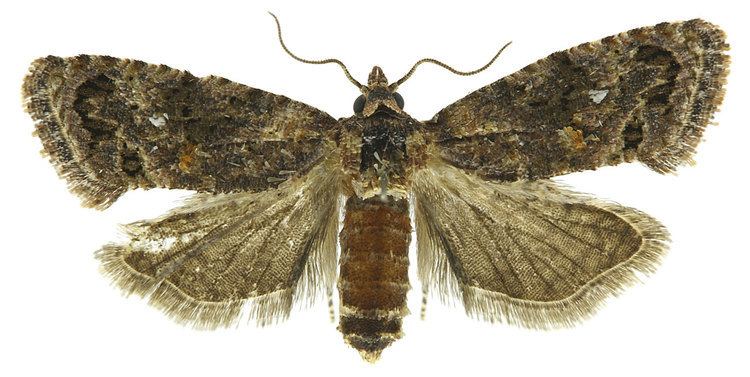 False codling moth Factsheet Thaumatotibia leucotreta