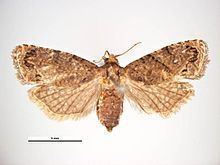 False codling moth httpsuploadwikimediaorgwikipediacommonsthu