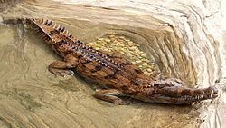 False gharial False gharial Wikipedia