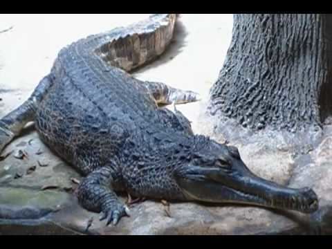 False gharial Rare False Gharial Crocodile At The Bronx Zoo YouTube