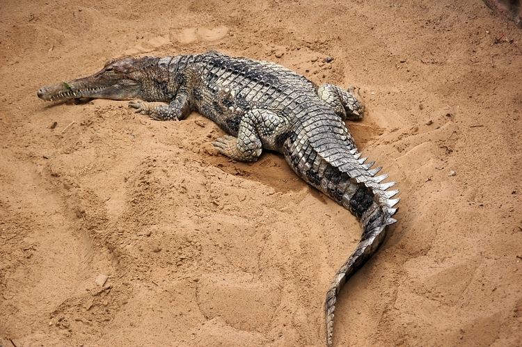 False gharial False gharial Simple English Wikipedia the free encyclopedia