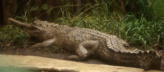 False gharial Malayan Gharial Saint Louis Zoo