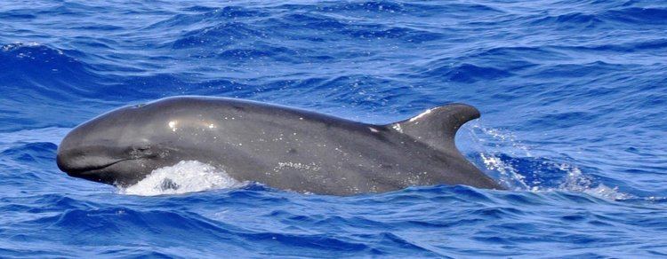 False killer whale False Killer Whale Species Guide Whale and Dolphin Conservation