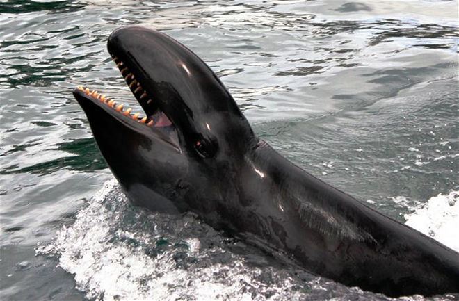False killer whale Killer Whales Focus Sound Waves to 39See39