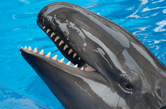 False killer whale Frimmbits False Killer Whale is False