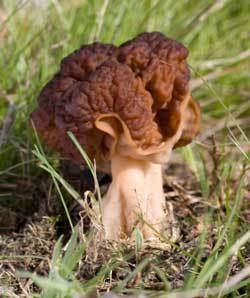 False morel False Morel Mushrooms