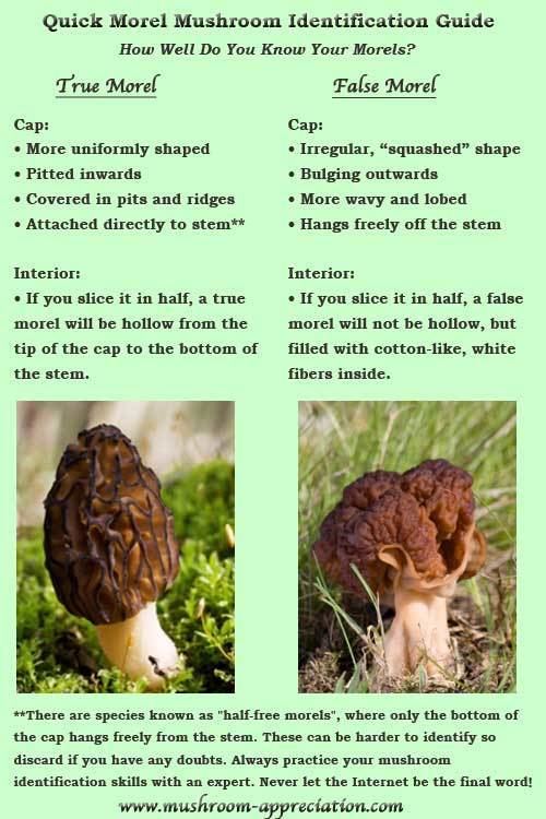 False morel Morel Mushroom Identification What to Look For and What to Avoid