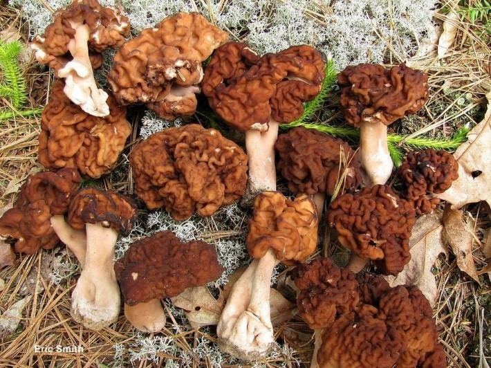 False morel Mushroom Identification Whats the difference between Morel and