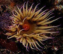 False plum anemone httpsuploadwikimediaorgwikipediacommonsthu