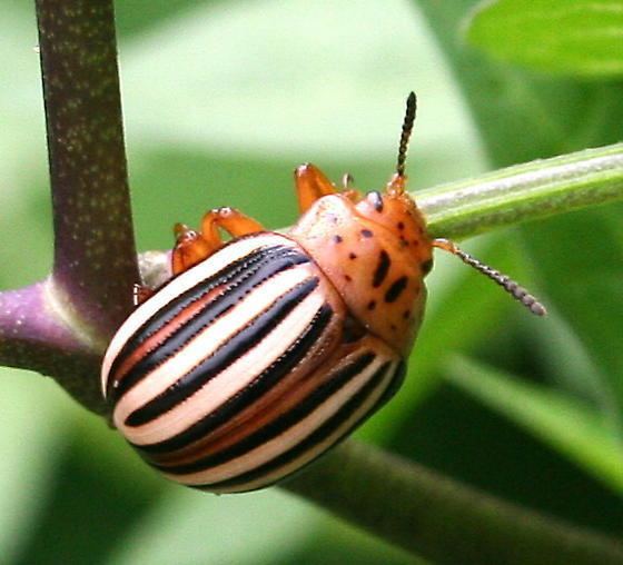 False potato beetle - Alchetron, The Free Social Encyclopedia