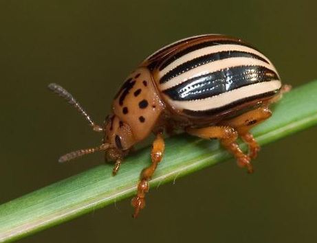 False potato beetle - Alchetron, The Free Social Encyclopedia