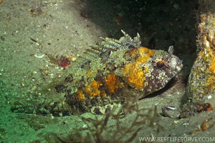 False scorpionfish fishesofaustralianetauImagesImageCentrogenyVa