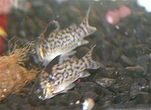 False spotted catfish httpsuploadwikimediaorgwikipediacommonsthu