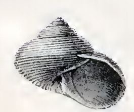 Falsimargarita iris
