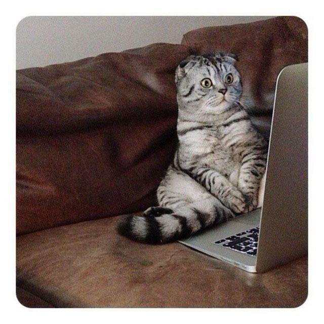 FamousNiki Famous Niki il gattino russo divo di Instagram Instagramers Italia