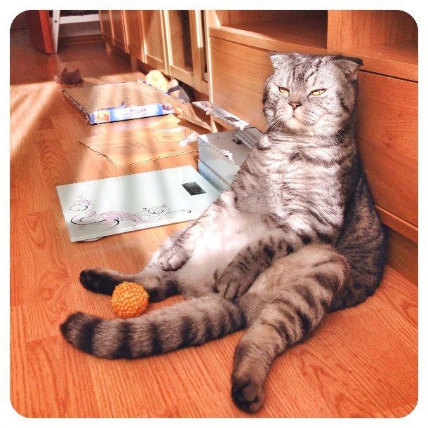 FamousNiki Famous Niki Die faulste Katze Russlands KlonBlog