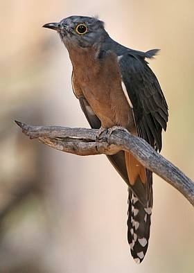 Fan-tailed cuckoo Fantailed Cuckoo BirdLife Australia