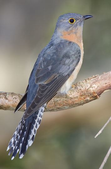 Fan-tailed cuckoo photographs by Mark Chappell