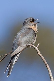 Fan-tailed cuckoo httpsuploadwikimediaorgwikipediacommonsthu