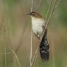 Fan-tailed grassbird httpsuploadwikimediaorgwikipediacommonsthu