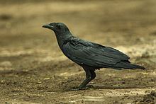 Fan-tailed raven httpsuploadwikimediaorgwikipediacommonsthu