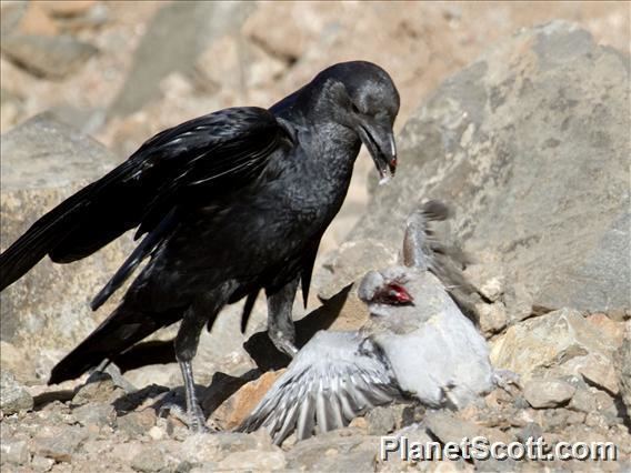 Fan-tailed raven Fantailed Raven Corvus rhipidurus PlanetScottcom