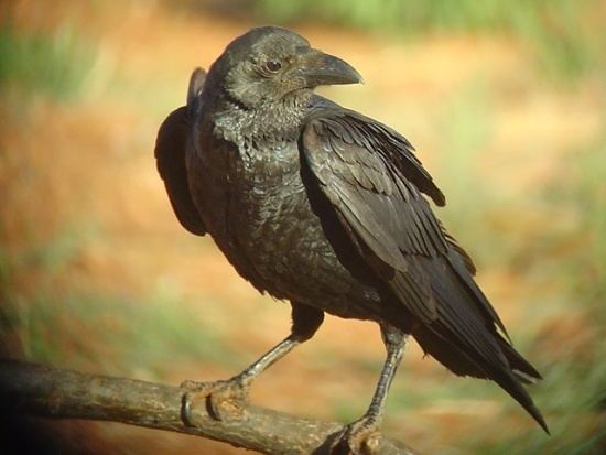 Fan-tailed raven Fantailed Raven BirdForum Opus