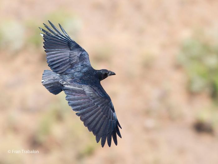 Fan-tailed raven ZAGROS NATURE IMAGES Fantailed Raven