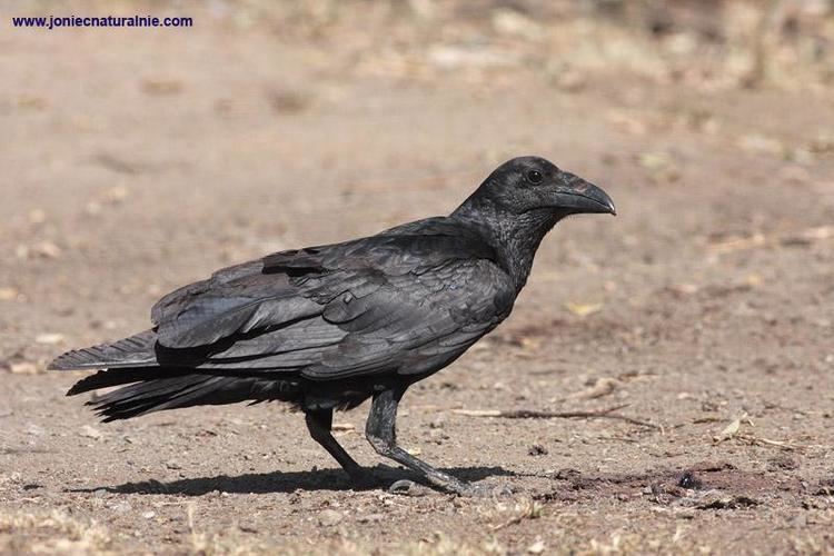 Fan-tailed raven Fantailed