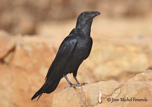 Fan-tailed raven Fantailed Raven